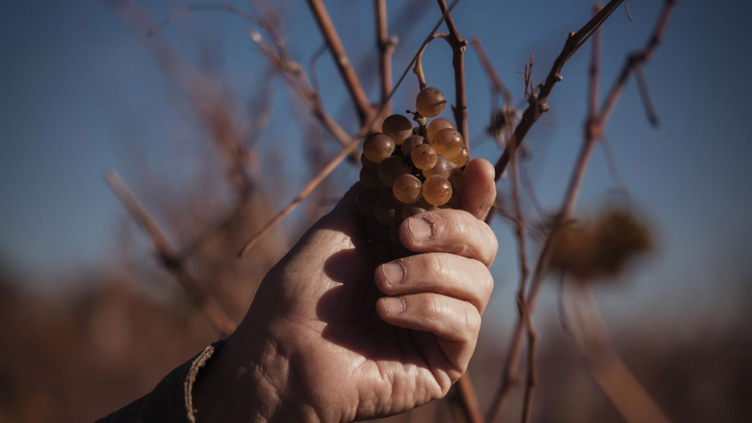mano-di-domenico-tappero-merlo-che-raccoglie-un-grappolo-di-uva-appassita-su-vite-spoglia